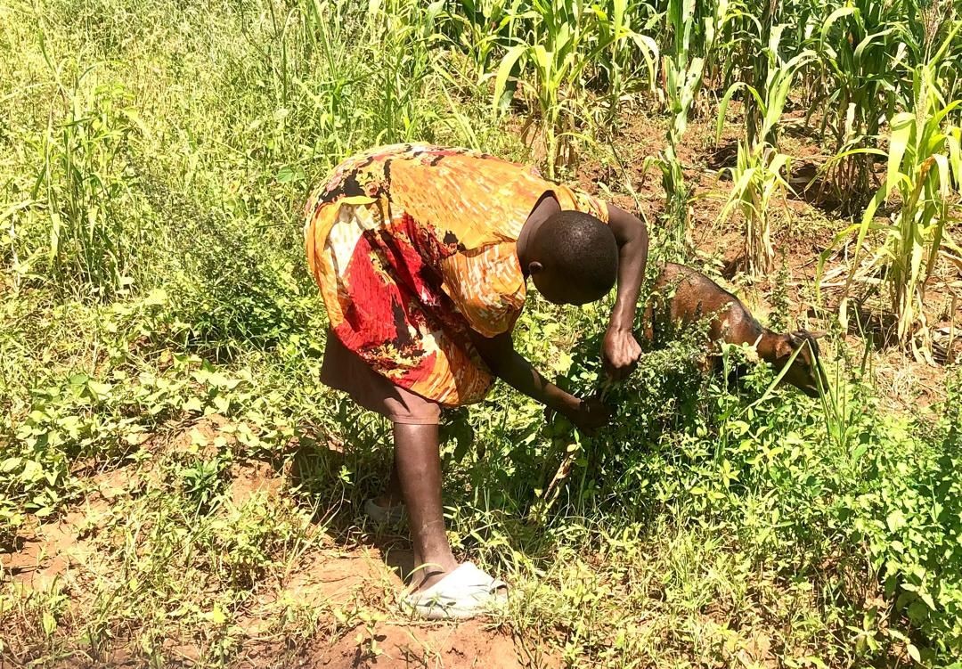 Person in a colorful dress tending to plants in a field with a goat nearby.